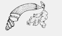 COURGETTE.iff
