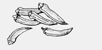 CHILLIES.iff