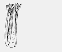 CELERY.iff