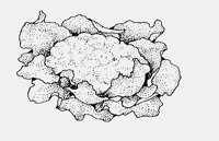 CAULIFLOWER.iff