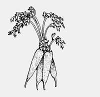 CARROTS.iff