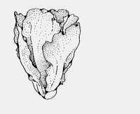 CABBAGE.iff