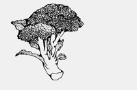 BROCCOLI.iff