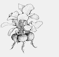 BEETROOT.iff