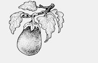 AUBERGINE.iff