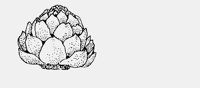 ARTICHOKE.iff