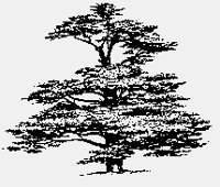 DECIDUOUS2.iff