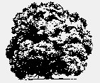 DECIDUOUS1.iff