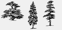 DECIDUOUS+CONIFER2.iff