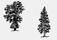 DECIDUOUS+CONIFER1.iff