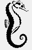 SEAHORSE.iff
