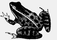 FROG.iff
