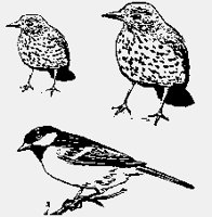 THRUSH+GREATTIT.iff