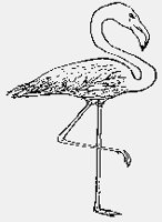 STORK01.iff