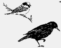 STARLING+BLUETIT.iff