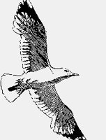 GULL.iff