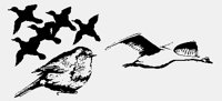 DUCKS+GEESE+ROBIN.iff