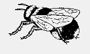 INSECTS03.iff