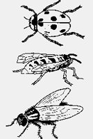 INSECTS02.iff
