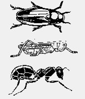 INSECTS01.iff