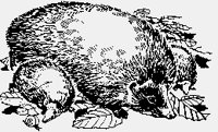 HEDGEHOG.iff