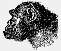 GORILLA.iff