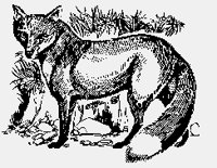 FOX.iff