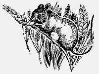 FIELDMOUSE.iff