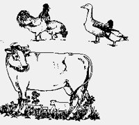 CHICKENS+DUCKS+COW.iff