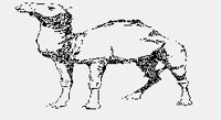 CAMEL.iff