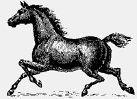 HORSES02.iff
