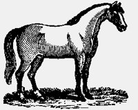 HORSES01.iff