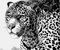 LEOPARDHEAD.iff