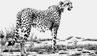 CHEETAH.iff
