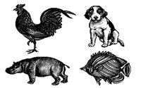 CLIPART7.IFF