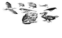 BIRDS2.IFF