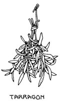 TARRAGON.IFF