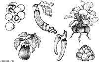 FOODS47.IFF
