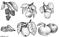 FOODS44.IFF