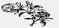 FLOWERS19.IFF