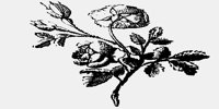 FLOWERS16.IFF
