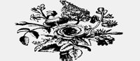 FLOWERS13.IFF