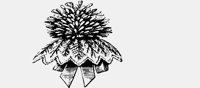 FLOWERS11.IFF