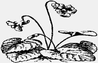 FLOWERS08.IFF