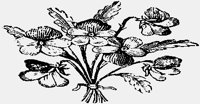 FLOWERS07.IFF