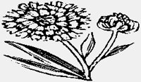 FLOWERS06.IFF
