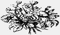 FLOWERS05.IFF