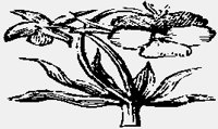 FLOWERS02.IFF