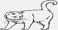 CAT11.IFF