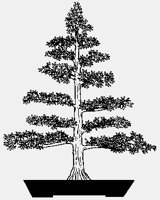 BONSAI02.iff